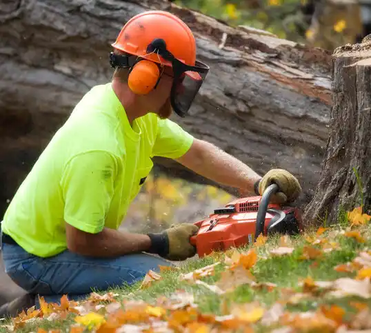 tree services Calais